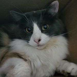 Meet your Posher, Geraldine